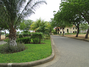 Lush tropical foliage