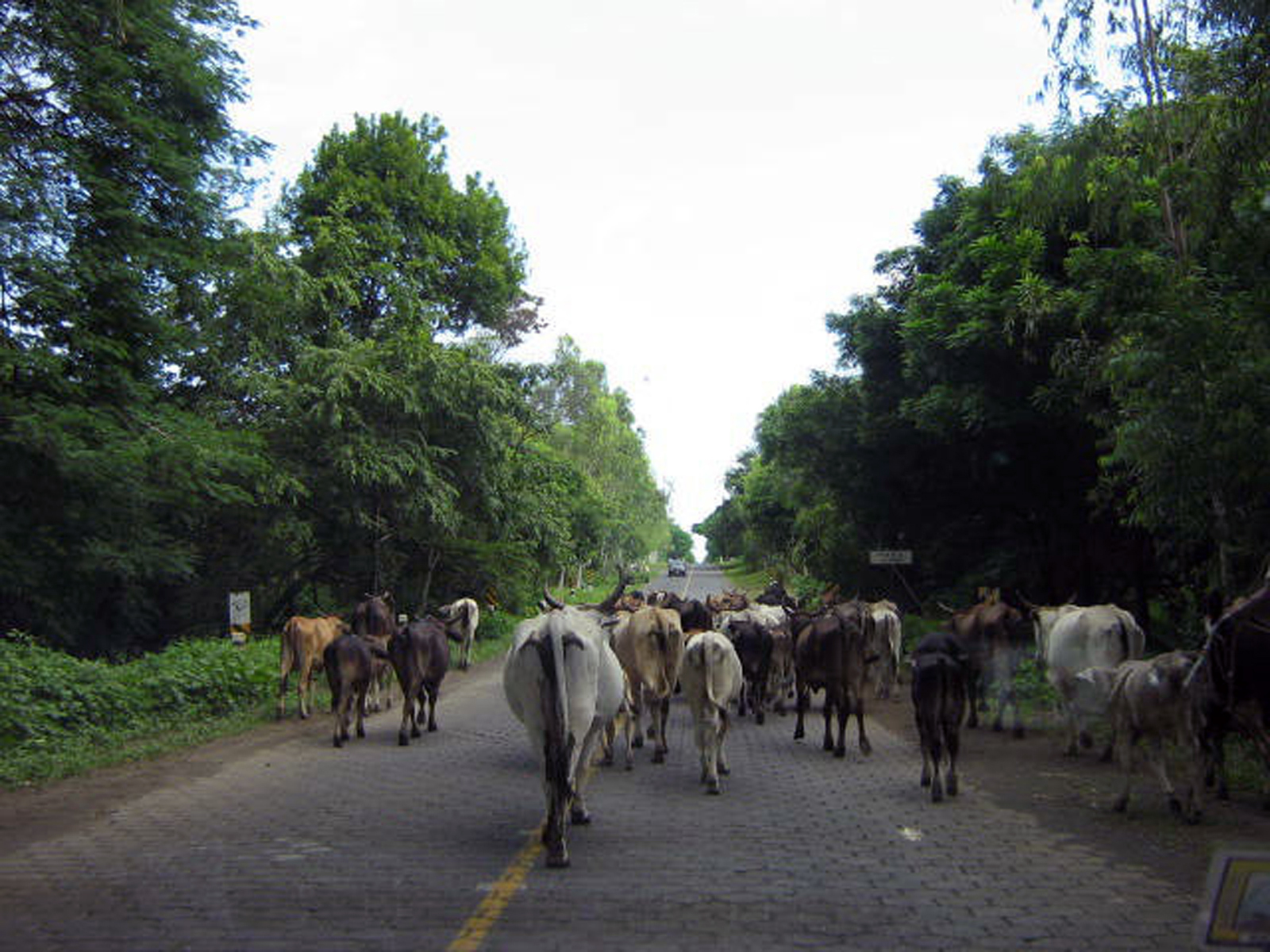 A herd of cows