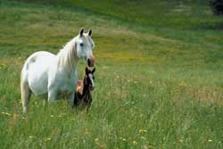 Montecristo horses